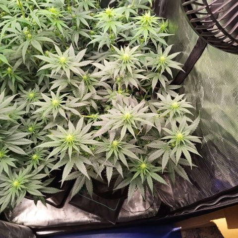 Skunk #1 growlog timeline photo