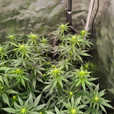 Skunk #1 growlog timeline photo