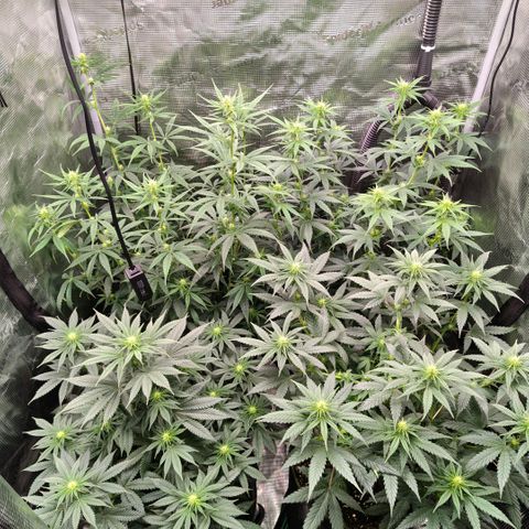 Skunk #1 growlog timeline photo