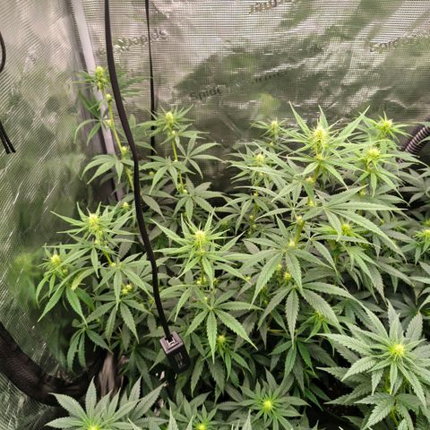 Skunk #1 growlog timeline photo