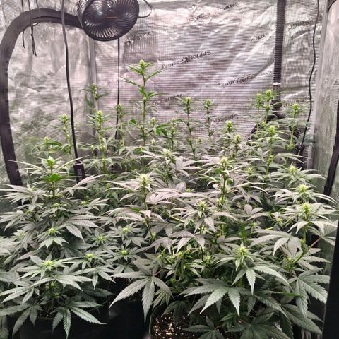 Skunk #1 growlog timeline photo