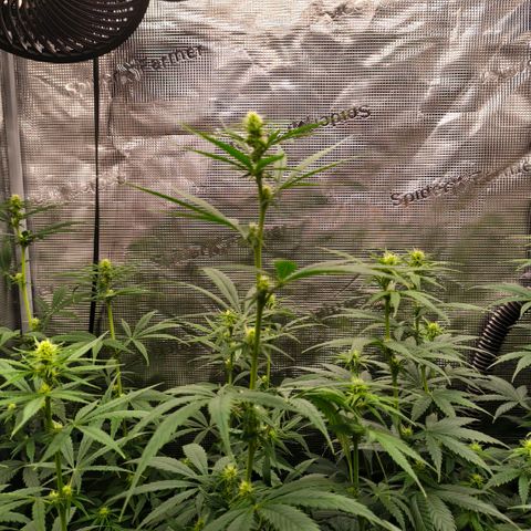 Skunk #1 growlog timeline photo