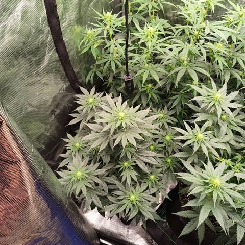 Skunk #1 growlog timeline photo