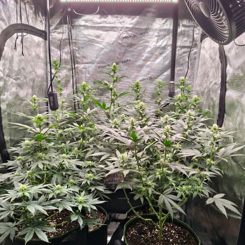 Skunk #1 growlog timeline photo