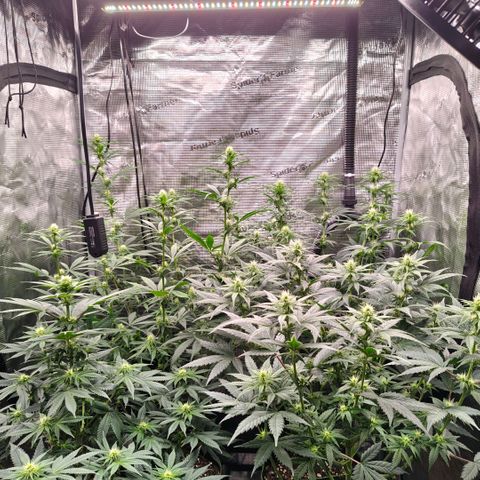 Skunk #1 growlog timeline photo