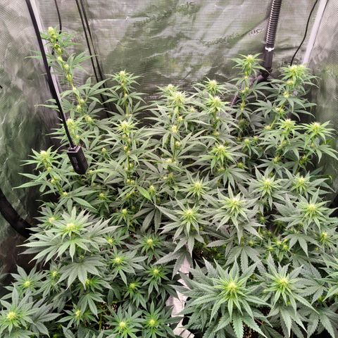 Skunk #1 growlog timeline photo