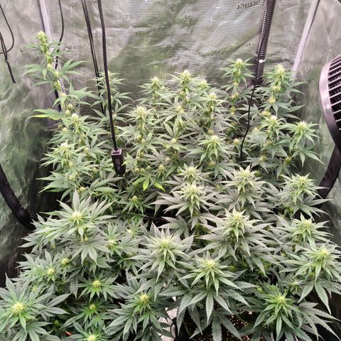 Skunk #1 growlog timeline photo