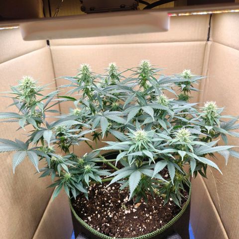 Skunk #1 growlog timeline photo