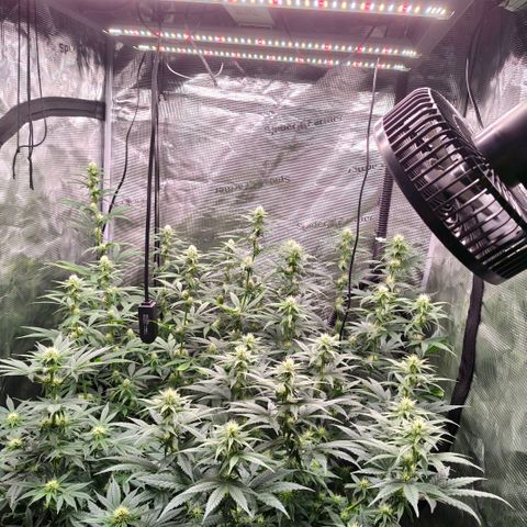Skunk #1 growlog timeline photo