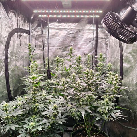 Skunk #1 growlog timeline photo