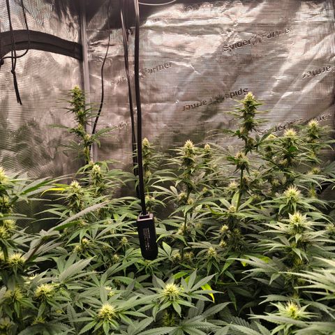 Skunk #1 growlog timeline photo