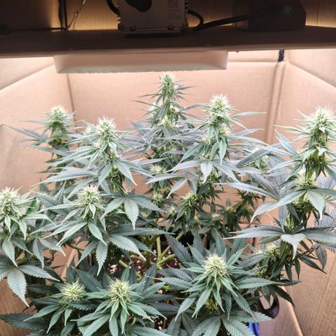 Skunk #1 growlog timeline photo