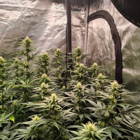 Skunk #1 growlog timeline photo