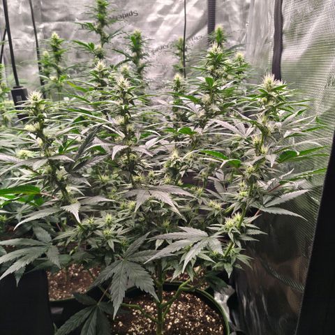 Skunk #1 growlog timeline photo