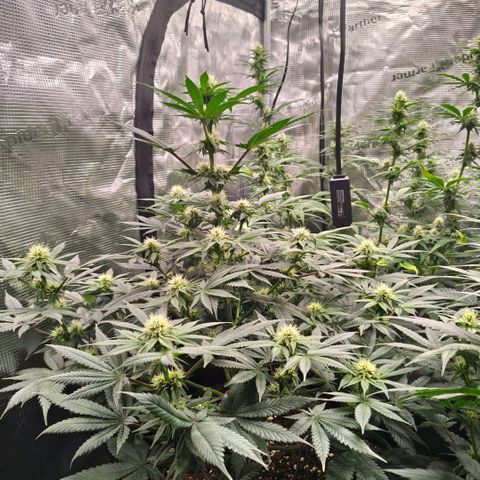 Skunk #1 growlog timeline photo