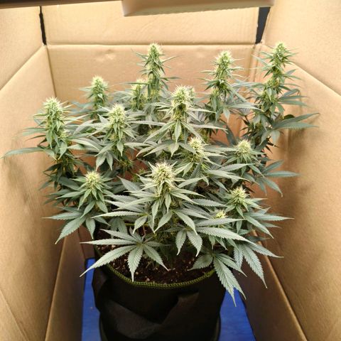 Skunk #1 growlog timeline photo