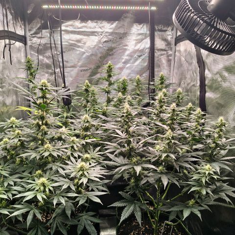 Skunk #1 growlog timeline photo