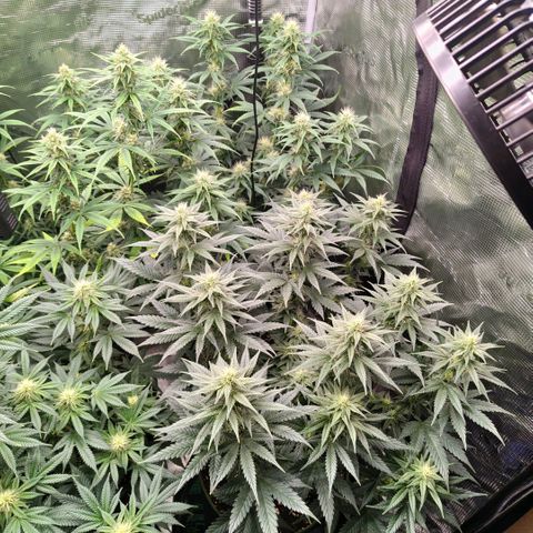 Skunk #1 growlog timeline photo