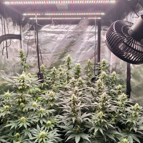 Skunk #1 growlog timeline photo