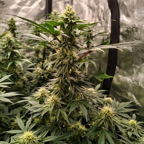 Skunk #1 growlog timeline photo