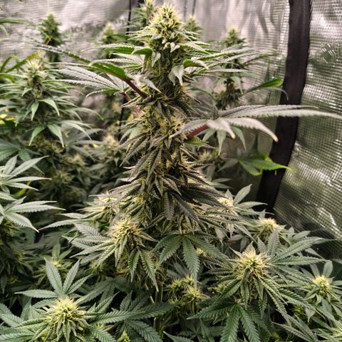 Skunk #1 growlog timeline photo