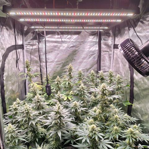 Skunk #1 growlog timeline photo