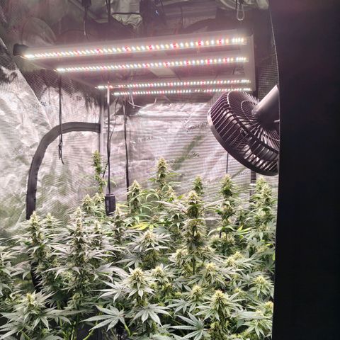 Skunk #1 growlog timeline photo