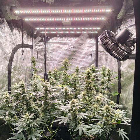 Skunk #1 growlog timeline photo