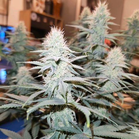 Skunk #1 growlog timeline photo