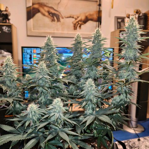 Skunk #1 growlog timeline photo