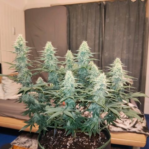 Skunk #1 growlog timeline photo