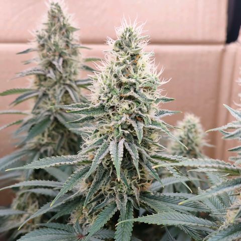 Skunk #1 growlog timeline photo