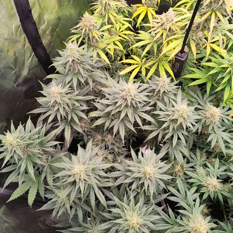 Skunk #1 growlog timeline photo