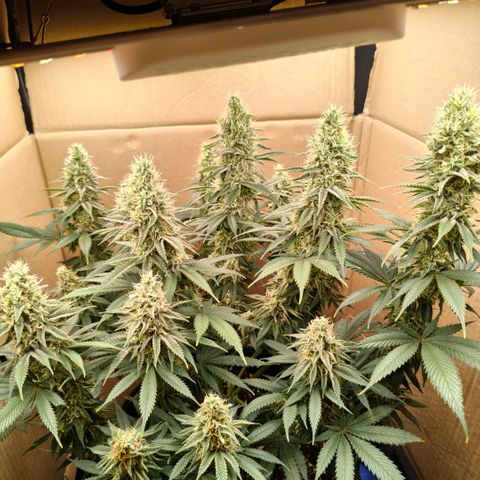 Skunk #1 growlog timeline photo
