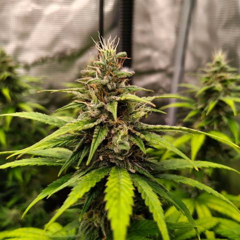 Skunk #1 growlog timeline photo