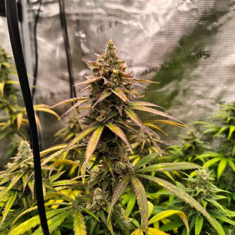 Skunk #1 growlog timeline photo