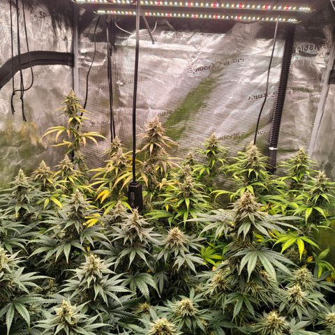 Skunk #1 growlog timeline photo