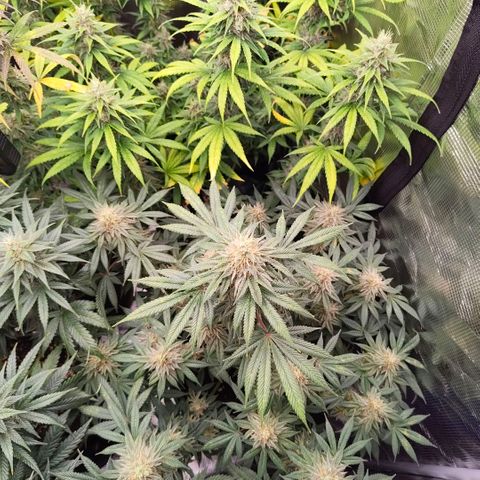 Skunk #1 growlog timeline photo