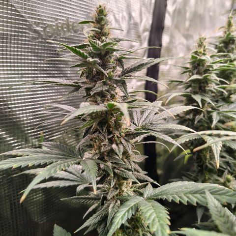 Skunk #1 growlog timeline photo