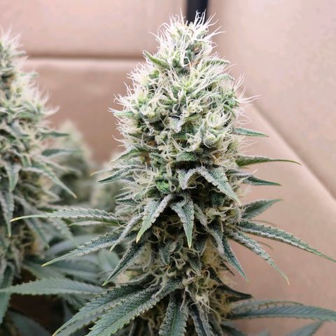 Skunk #1 growlog timeline photo