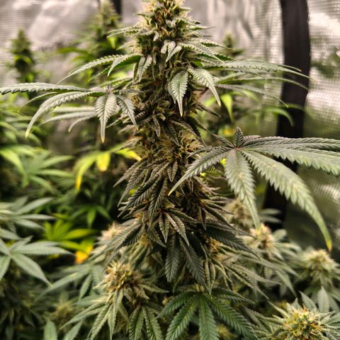 Skunk #1 growlog timeline photo