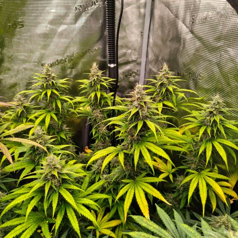 Skunk #1 growlog timeline photo