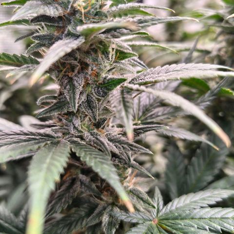 Skunk #1 growlog timeline photo