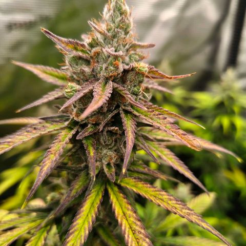 Skunk #1 growlog timeline photo