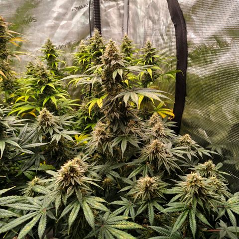 Skunk #1 growlog timeline photo