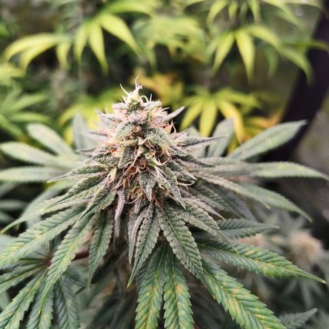 Skunk #1 growlog timeline photo