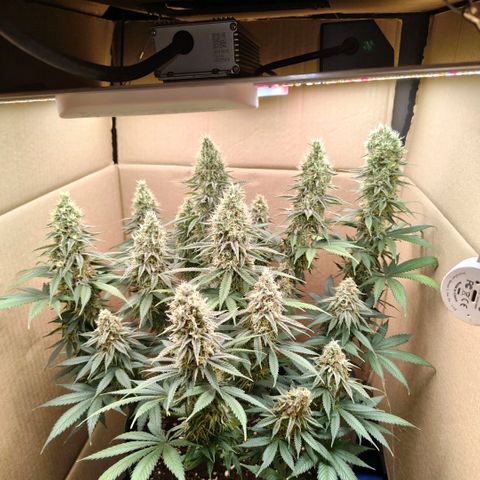 Skunk #1 growlog timeline photo