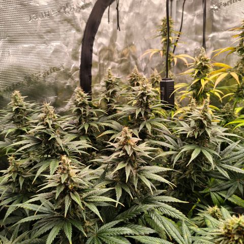 Skunk #1 growlog timeline photo