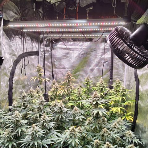 Skunk #1 growlog timeline photo