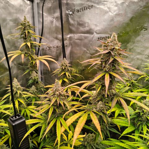 Skunk #1 growlog timeline photo